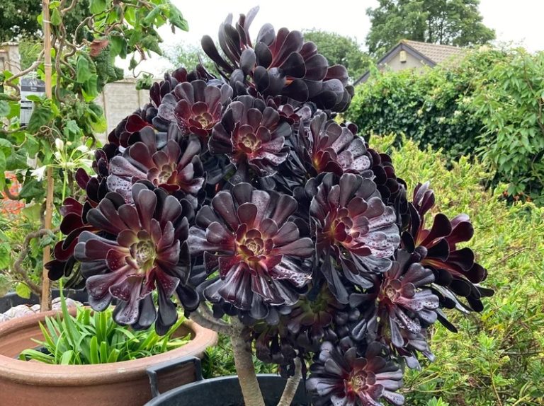 Aeonium Arboreum – The Black Rose