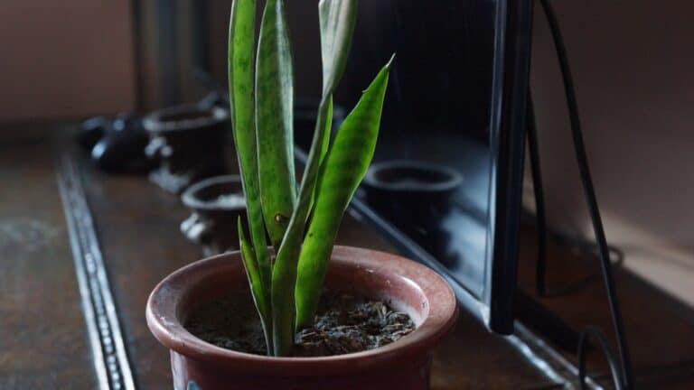 24 Best Indoor Plants for Beginners
